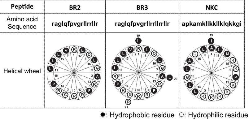 다양한 양친매성 펩타이드 유도체들의 helical wheel perojection.
