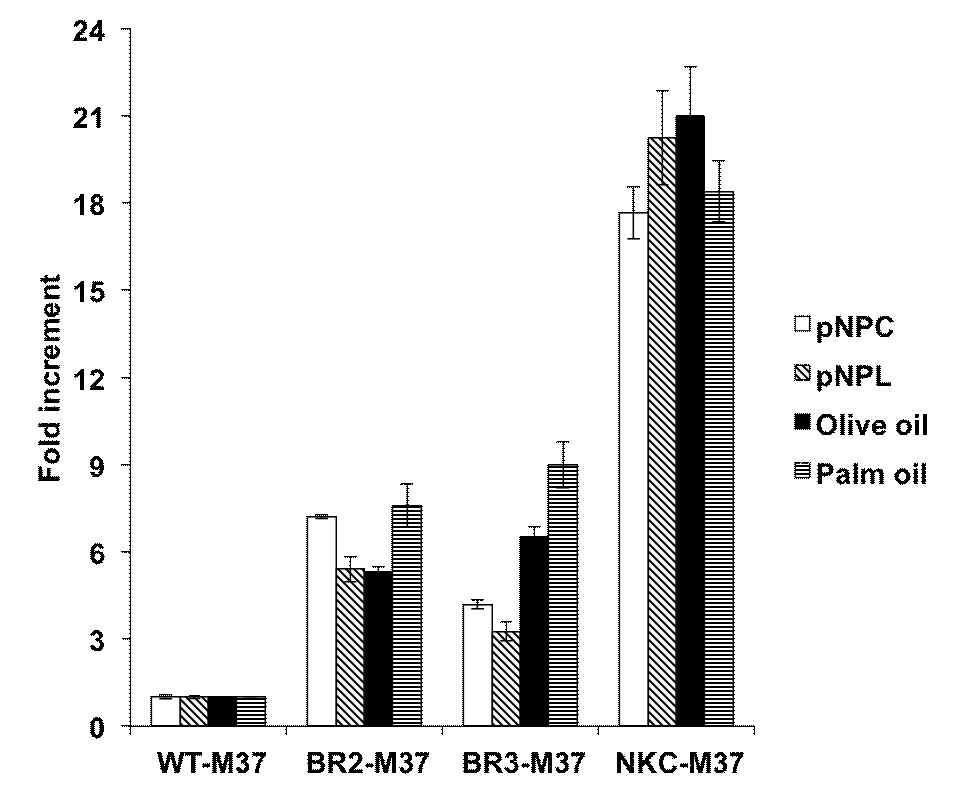 양친매성 펩타이드-M37 리파아제의 다양한 기질에 대한 효소활성