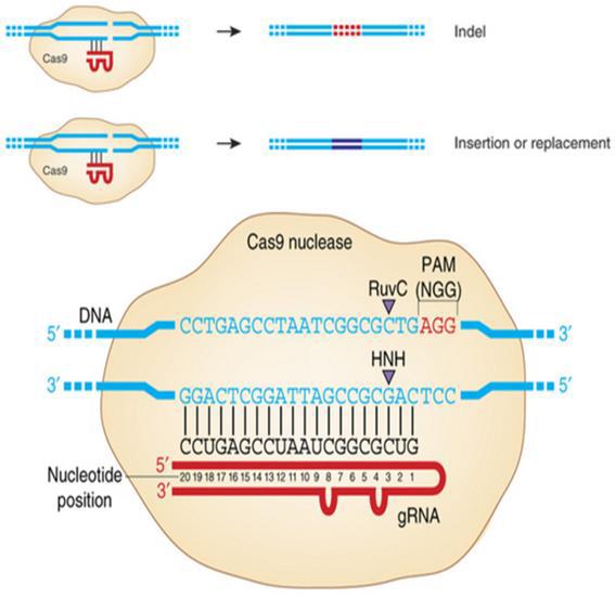 CRISPR system에 의한 유전체 교정 과정의 모식도.