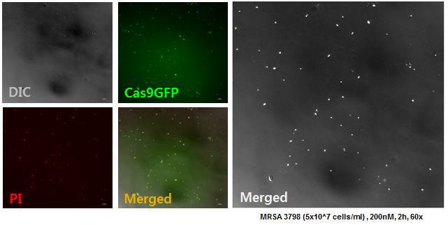 형광현미경을 이용한 MRSA에서의 Cas9 – PEI (CRISPR nanocomplex) uptake