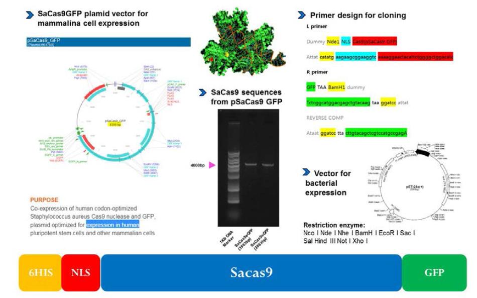 SaCas9 단백질의 정제를 위한 SaCas9GFP cloning 과정
