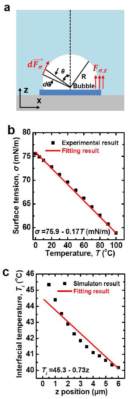 (a) Microbubble 주변의 thermocapillary force를 나타낸 개략도. (b) 물과 공기 경계의 표면장력의 실험값 및 linear fitting 결과. (c) 전산 모사하여 구한 수직방향의 물과 공기의 경계온도 및 linear fitting 결과.