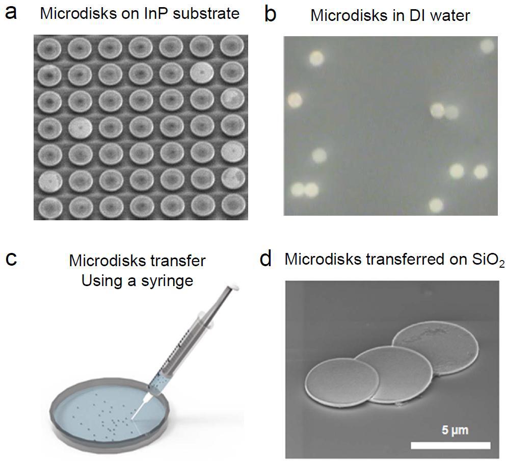 (a) InP 기판 위의 microdisk 형태의 반도체 광원. (b) InP 기판으로부터 분리되어 탈이온수에 담겨진 반도체 광원. (c) 주사기를 이용해 반도체 광원을 옮기는 과정. (d) 유동하는 광원 실험을 위해 SiO2/Si 기판에 옮겨진 반도체 광원