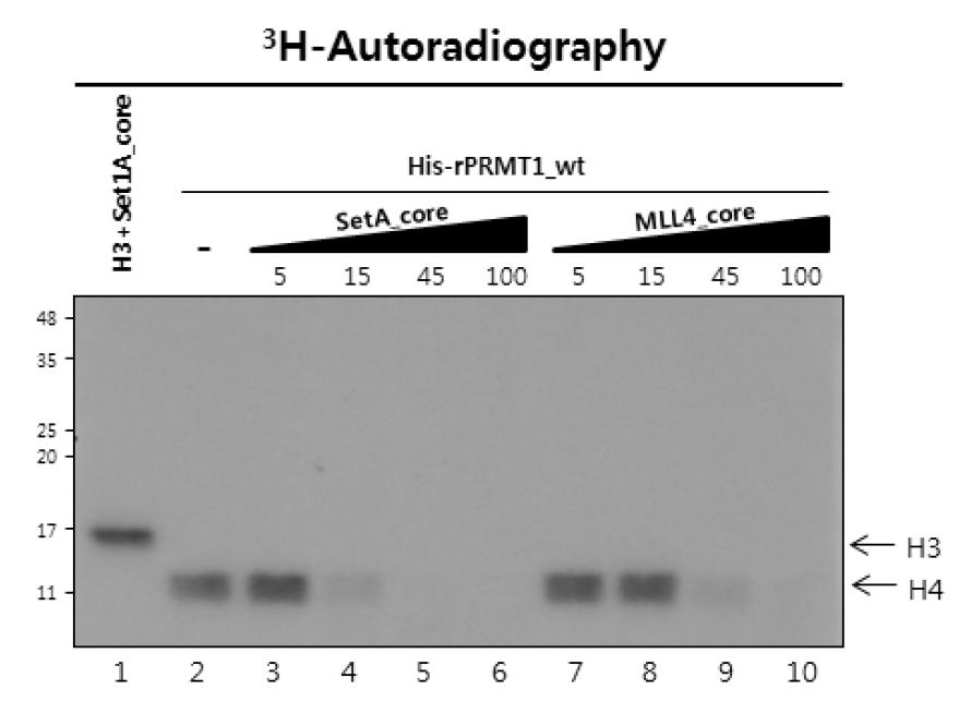 H3K4 메틸화 복합체에 의한 PRMT1의 활성 감소