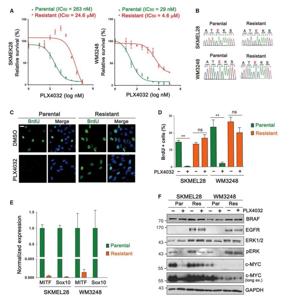 A. SKMEL28, WM3248의 모세포주 및 내성 세포주에서 PLX4032 dose-response curve. B. 구축된 내성세포주는 모세포주와 같이 BRAF V600E 돌연변이를 가지고 있음. C. 모세포주와 내성 세포주에서 24시간 PLX4032 처리 후 BrdU assay를 진행. D. 모세포주와 내성 세포주는 PLX4032 24시간 처리후 BrdU (+) 세포 분율 E. 내성세포주와 모세포주의 MITF, SOX10 qRT-PCR상 발현량 비교그래프 F. 내성세포주와 모세포주에서의 표시된 단백질의 western blot assay.