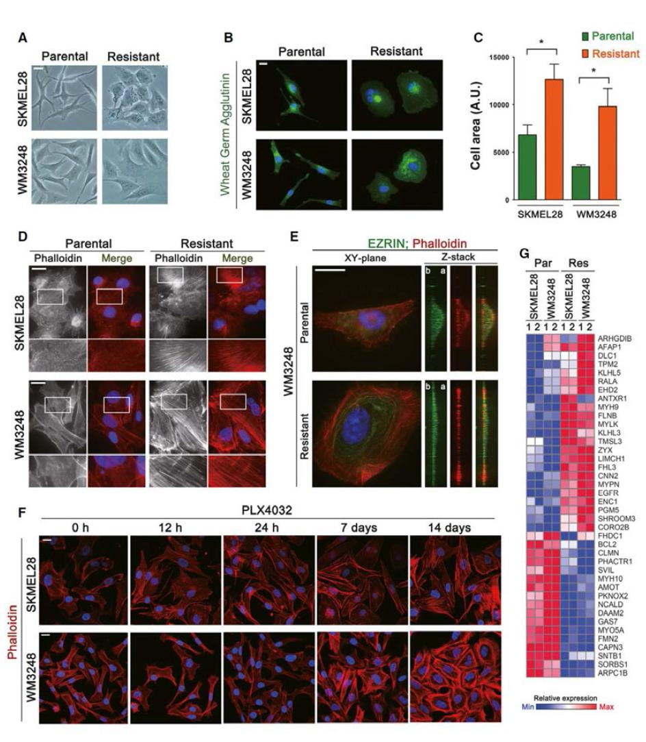 A. 두 세포주에서 PLX4032 내성 구축 전후의 세포 위상차 현미경 사진 B. 내성 세포주와 모세포주의 세포 변연을 Wheat germ agglutinin conjugated 형광 표지 자로 표시한 현미경 사진 C. 내성 세포주와 모세포주에서 B에서 측정한 세포 변연으로 측정한 세포 면적 비교 D. 내성 세포주와 모세포주의 액틴 필라멘트 염색 (phalloidin) 현미경 사진 E. 내성 세포주와 모세포주의 세포 모양 비교 현미경 사진 F. 두 모세포주에 PLX4032 투여 후 시간 경과에 따른 액틴 필라멘트 변화양상 G. 내성 세포주와 모세포주에서 유의하게 발현량의 차이를 보인 액틴 관련 단백질들