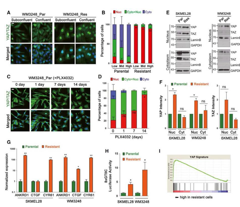 A. 모세포주와 내성세포주의 YAP/TAZ 단백질의 localization을 비교한 형광현미경사진 B. A의 결과를 정량한 그래프. YAP/TAZ의 위치를 Nuclear/Nucleo- cytoplamic/Cytoplasmic으로 구분함. C. 두 모세포주에 PLX4032 투여 후 시간 경과에 따른 YAP/TAZ localization 변화양상 D. C의 결과를 정량한 그래프 E. 모세포주와 내성세포주의 YAP/TAZ fractionation western blot assay. F. E의 결과를 정량한 그래프 G. 모세포주와 내성세포주의 YAP/TAZ의 타겟 전사 유전자 (ANKRD1, CTGF, CYR61)의 발현량을 비교한 qRT-PCR그래프 H. 모세포주와 내성세포주의 YAP/TAZ 전사 활성을 비교한 8XGTIIC luciferase assay. I. 모세포주와 내성세포주의 유전자 발현 microarray 상에서 YAP signature 유전자 발현을 비교한 Gene Set Enrichment ASsay.