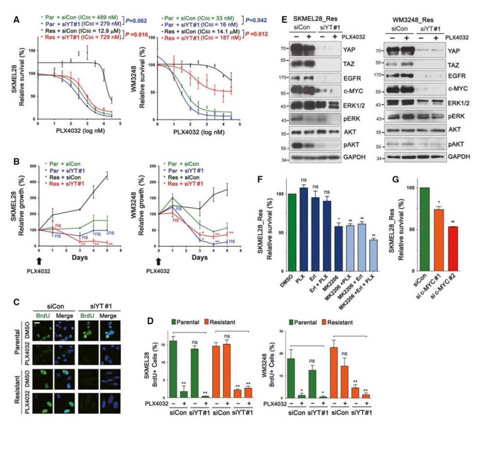 A. SKMEL28, WM3248의 모세포주 및 내성 세포주에서 control siRNA 와 YAP/TAZ siRNA transfection시 PLX4032 dose-response curve변화. B. 모세포주 및 내성 세포주에서 control siRNA 와 YAP/TAZ siRNA transfection후 PLX4032를 주었을 때 cell growth 변화. C. 모세포주 및 내성 세포주에서 control siRNA 와 YAP/TAZ siRNA transfection시 PLX4032 24 처리 후 BrdU assay 양상 D. C결과에서 BrdU(+) 세포의 개수를 정량한 그래프 E. 내성 세포주에서 control siRNA 와 YAP/TAZ siRNA transfection시 PLX4032 24 처리 후 시행한 western blot assay F. 내성 세포주에서 AKT저해제 (MK2206) 단독, 혹은 EGRF저해제 (erlotinib)와 PLX4032 와의 병합 처리 시 viability 변화 그래프 G. 내성 세포주에서 control siRNA 와 cMYC siRNA transfection시 viability 변화 그래프