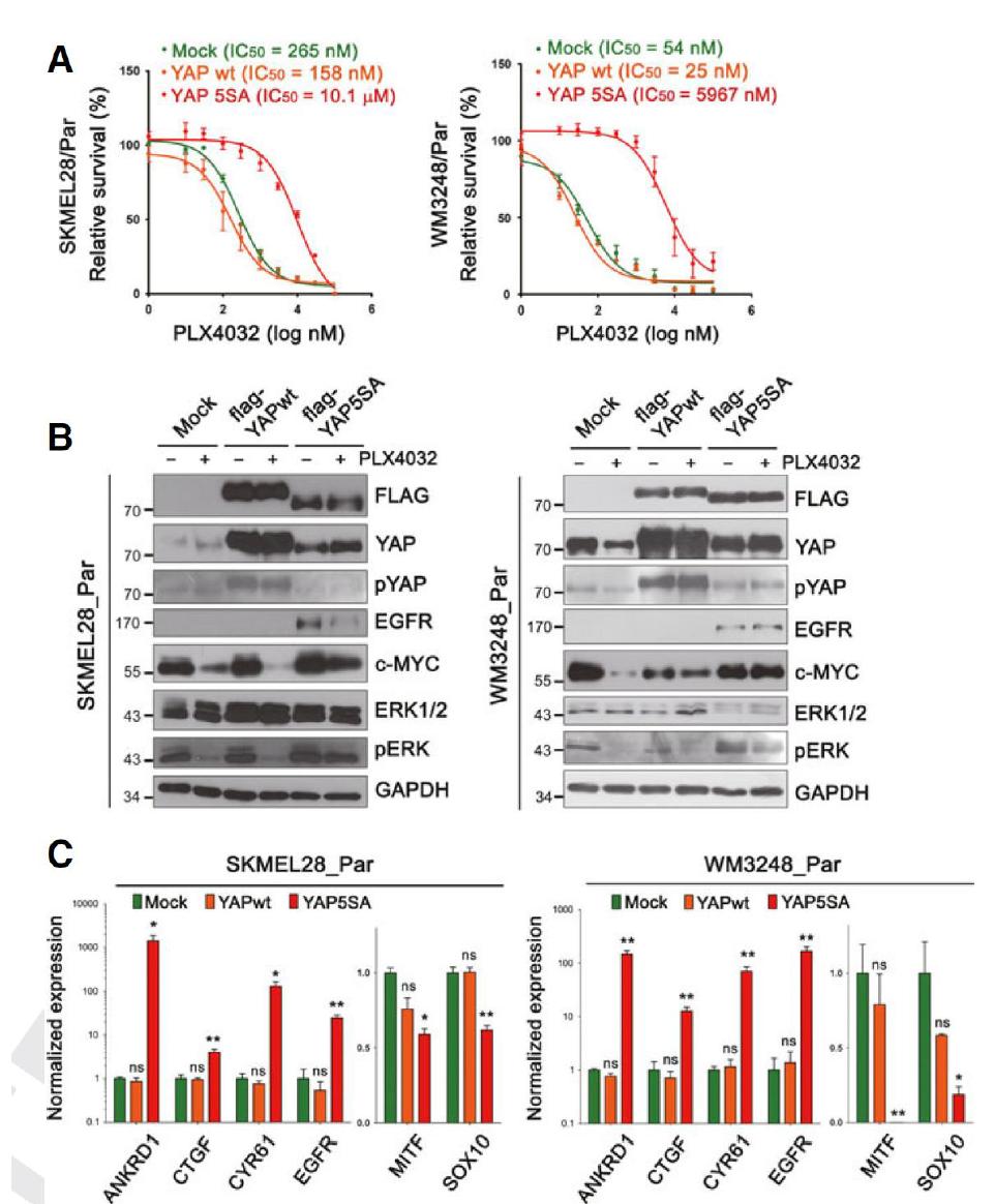 A. 각각 Mock, YAP wild-type, YAP5SA 돌연변이를 발현하는 흑색종 모세포주의 PLX4032 dose-response curve 비교 B. 각각 Mock, YAP wild-type, YAP5SA 돌연변이를 발현하는 흑색종 모세포주의 western blot assay. C. 각각 Mock, YAP wild-type, YAP5SA 돌연변이를 발현하는 흑색종 모세포주의 qRT-PCR결과 그래프
