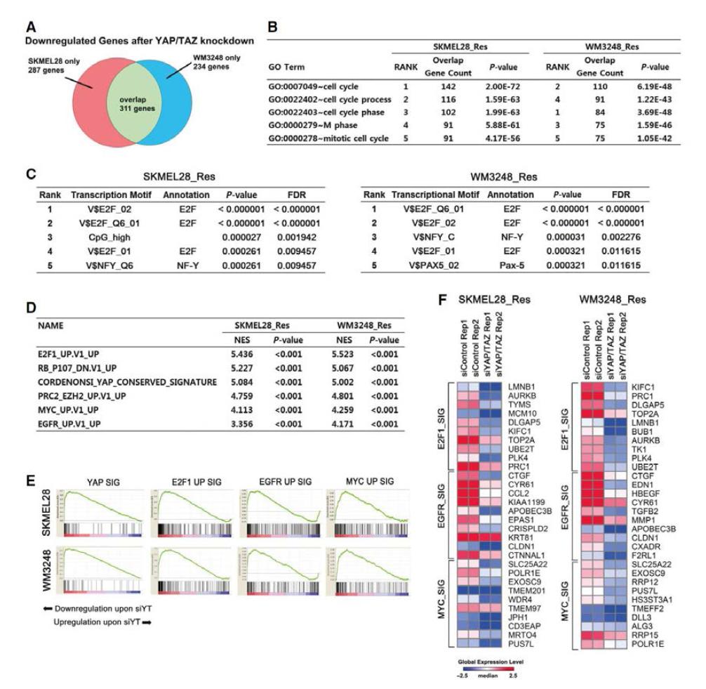 A. 두 내성 세포주에 YAP/TAZ siRNA를 transfection시 control에 비해 발현량이 통계적 으로 유의하게 감소하는 유전자의 개수를 표현한 venn diagram B. A의 유전자들을 DAVID functional annotation 분석을 통해 gene ontology를 분석한 결과 C. A의 유전자들의 promoter에 존재하는 transcription motif를 Transfind algorithm을 통해 분석한 결과 D, E. control siRNA와 YAP/TAZ siRNA transfection 된 내성 세포주의 microarray 결과 를 비교한 GSEA (gene set enrichment analysis)결과 F. D에 나타난 signature 유전자들 중 대표적인 10개 유전자를 표시한 heatmap