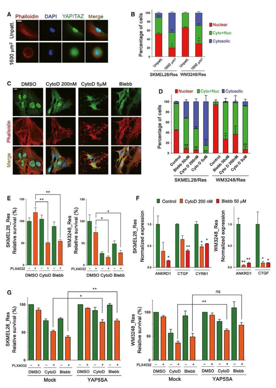 A. 내성 세포주를 각각 micropatterned (1600 μm2)와 unpatterned 슬라이드에 plating 한 후 YAP/TAZ와 phalloidin을 염색한 형광 현미경 사진 B. A에서 YAP/TAZ의 localization을 정량한 그래프 C. 내성 세포주에 각각 Cytochalasin D와 Blebbistatin을 3시간 처리한 후 YAP/TAZ를 염 새한 형광 현미경 사진 D. C에서 YAP/TAZ의 localization을 정량한 그래프 E. 내성 세포주에 Cytochalasin D와 Blebbistatin, 그리고 이들과 PLX4032를 병합 투여 하였을 때 viability 변화 그래프 F. 내성 세포주에 Cyto D와 Blebbistatin 투여 시 YAP/TAZ 타겟유전자 발현 그래프 G. Mock과 YAP5SA 돌연변이를 발현하는 내성 세포주에 Cytochalasin D와 Blebbistatin, 그리고 이들과 PLX4032를 병합 투여하였을 때 viability 변화 그래프