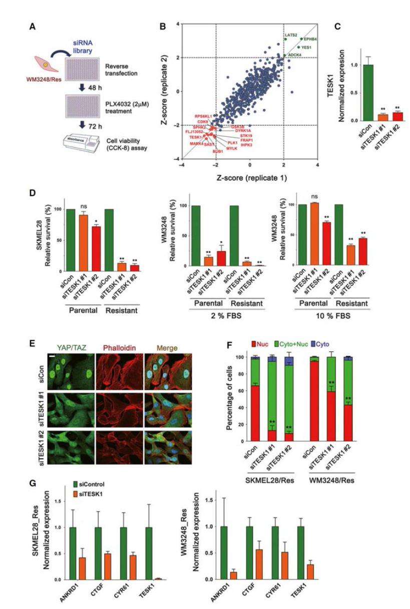 A. kinome siRNA library screening 실험 개요 B. 2 replicates의 kinome siRNA library screening 실험에서 target siRNA transfection 시 viability의 z-score를 보여주는 plot. 양쪽 모두에서 z-score 2이상 증감시 screening hit으로 간주함. C. 내성 세포주에서 TESK1 siRNA knockdown 확인 qRT-PCR D. 모세포주와 내성세포주에 TESK1 siRNA를 transfection 할 때 viability 차이를 표시한 그래프 E. 내성세포주에 TESK1 siRNA를 transfection 시 YAP/TAZ와 phalloidin 염색 변화 F. E에서 YAP/TAZ localization을 정량한 그래프 G. 내성세포주에 TESK1 siRNA를 transfection시 YAP/TAZ 타겟 유전자 발현 변화.