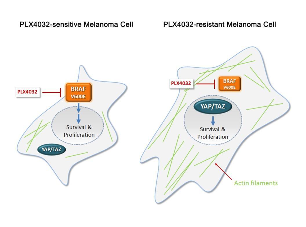 악성흑색종 액틴 리모델링에 의한 BRAF저해제 내성 발현 모식도