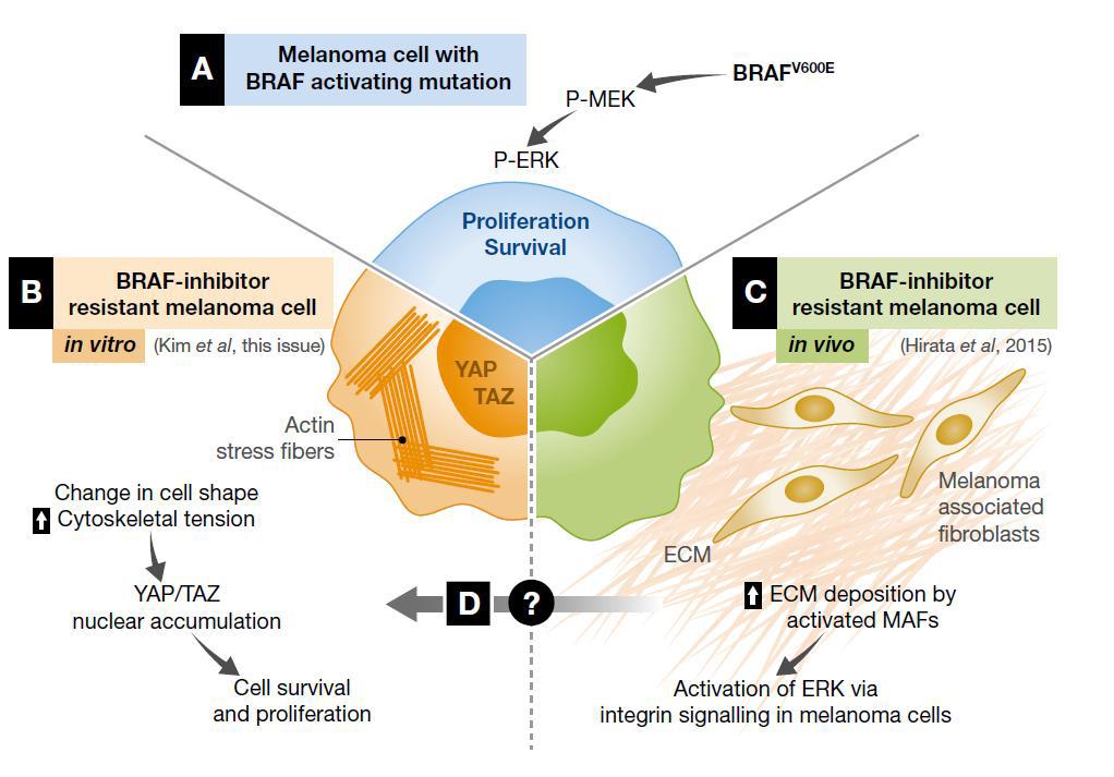 Zanconato et al., “Eradicating tumor drug resistance at its YAP‐biomechanical roots”에서 본 연구 결과를 다른 연구 결과와 비교 설명한 모식도.