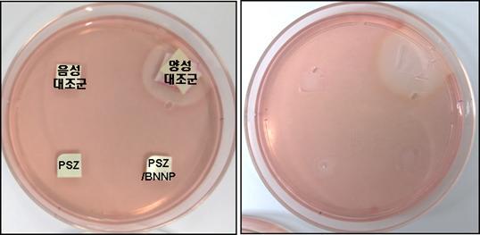 BNNP/ZrO2의 독성 평가를 위한 쥐 상피세포의 배양 거동. PSZ는 ZrO2를 의미하고, PSZ/BNNP sample이 BNNP 강화 ZrO2 나노복합재료