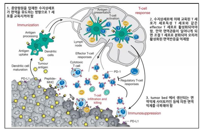 종양면역세포 치료법의 한계