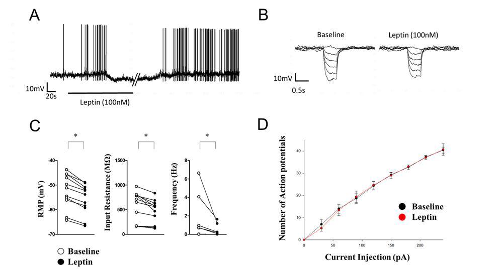 PBN LepR 발현 뉴런의 흥분성에 대한 렙틴의 억제 효과