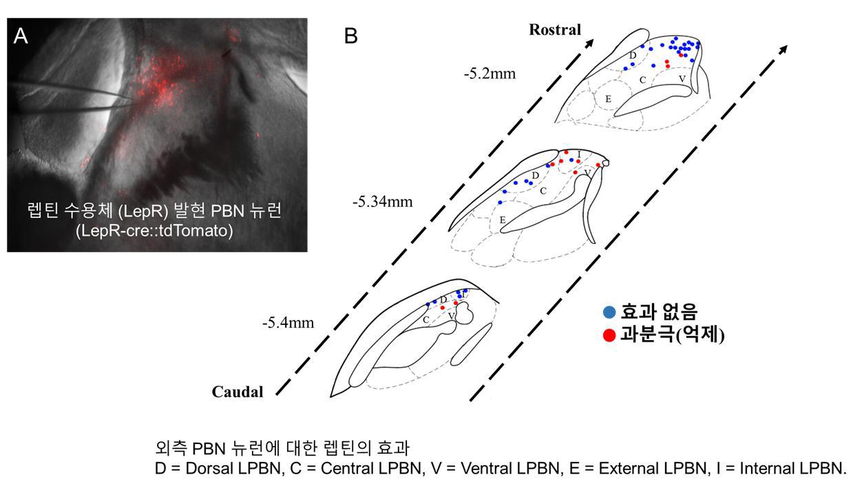 외측 PBN 내 LepR 발현 뉴런의 분포와 렙틴에 대한 반응