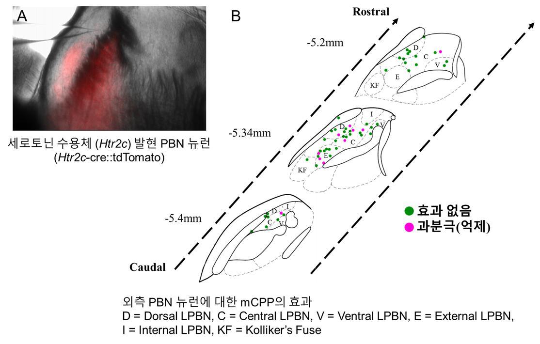 외측 PBN 내 Htr2c 발현 뉴런의 분포와 mCPP에 대한 반응