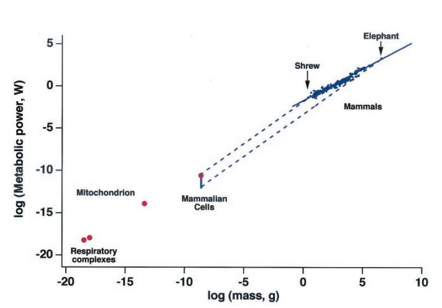 대사량의 allometric scaling