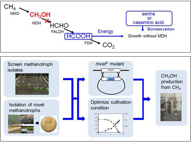 메탄산화미생물을 이용한 메탄올 생성 과정