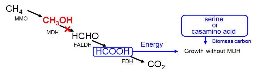 메탄 산화 미생물의 메탄 산화와 formaldehyde의 동화 과정 및 예상되는 미생물의성장 과정