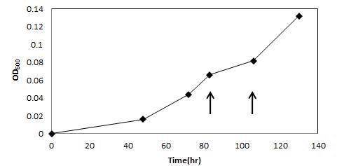 5mM sodium foramte와 0.04% casamino acid, 5mM phosphate buffer를 첨가한 DNMS 배지에 배양시킨 M. silvestris strain BL2의 성장곡선