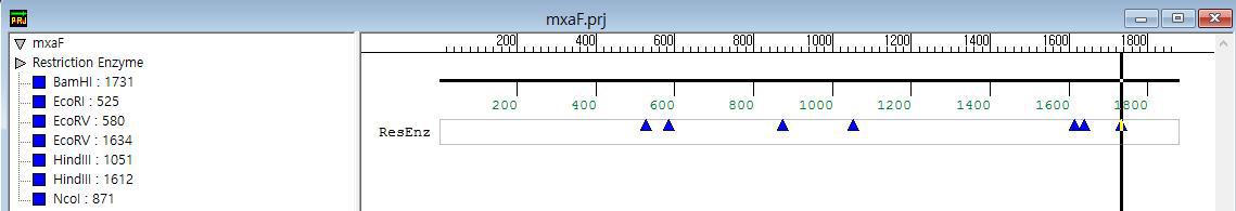 Genetyx version6 프로그램을 이용한 restriction enzyme과 위치 확인
