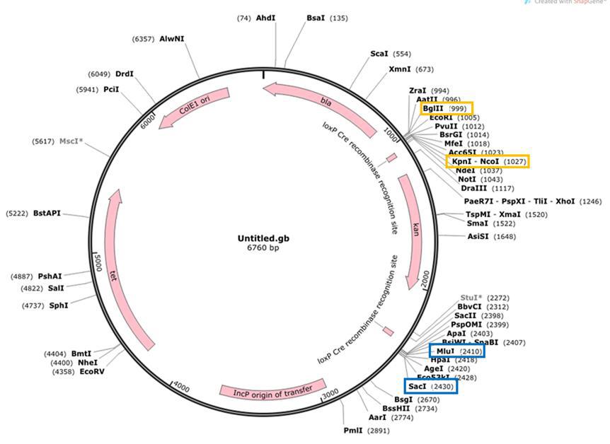plasmid vector(pCM184)의 선택한 restriction enzyme
