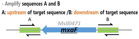 Methylocella silvestris BL2 균주의 upstream/downstream sequence PCR하는과정