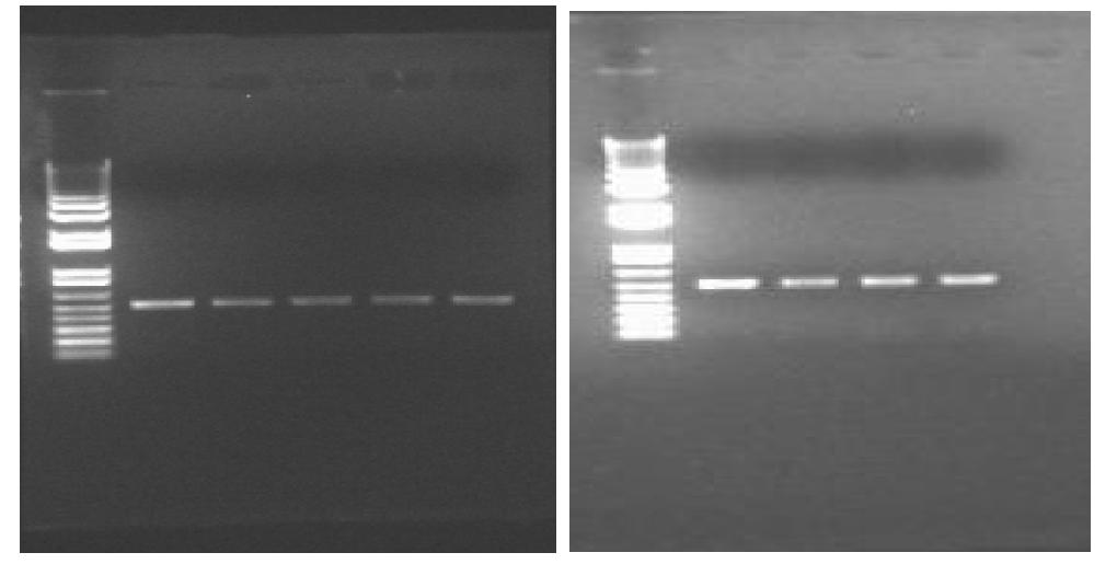 Methylocella silvestris strain BL2 균주의upstrem/downstream sequence PCR 결과