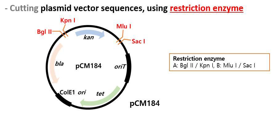Restriction enzyme을 이용하여 plasmid vector를 digest하는 과정