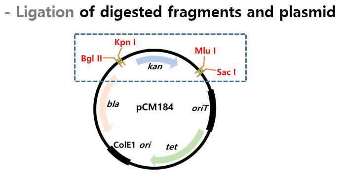 잘라진 insert fragment와 plasmid vector의 ligation 과정
