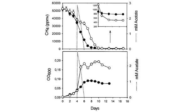 Acetate의 공급이 메탄을 이용하여 M. silvestris strain BL2가 자랄 때의 영향.