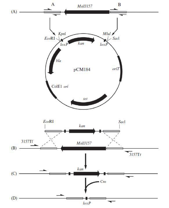 M. silvestris strain BL2의 isocitrate lyase deletion mutant 제작하는 과정