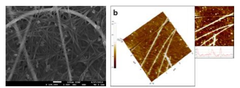 Ag nanowire 하이브리드 투명전극의 SEM 및 AFM images