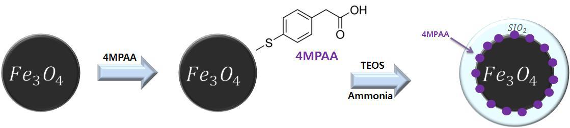 4MPAA Ligand를 이용한 Magnetic nanoparticles의 실리카 코팅 합성