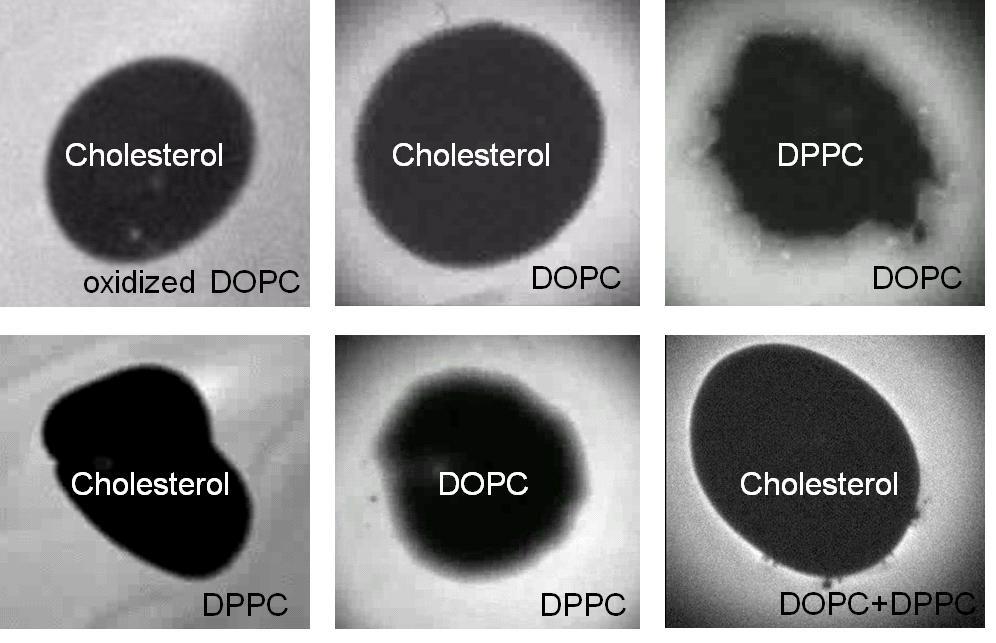 DOPC, DPPC, cholesterol을 이용하여 다양한 계면활성제 막간의 경계형성 실험을 수행한 결과