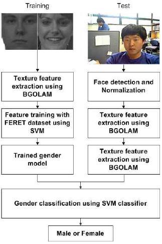 지능형 스마트 TV 응용을 위한 BGOLAM 기반의 성별분류
