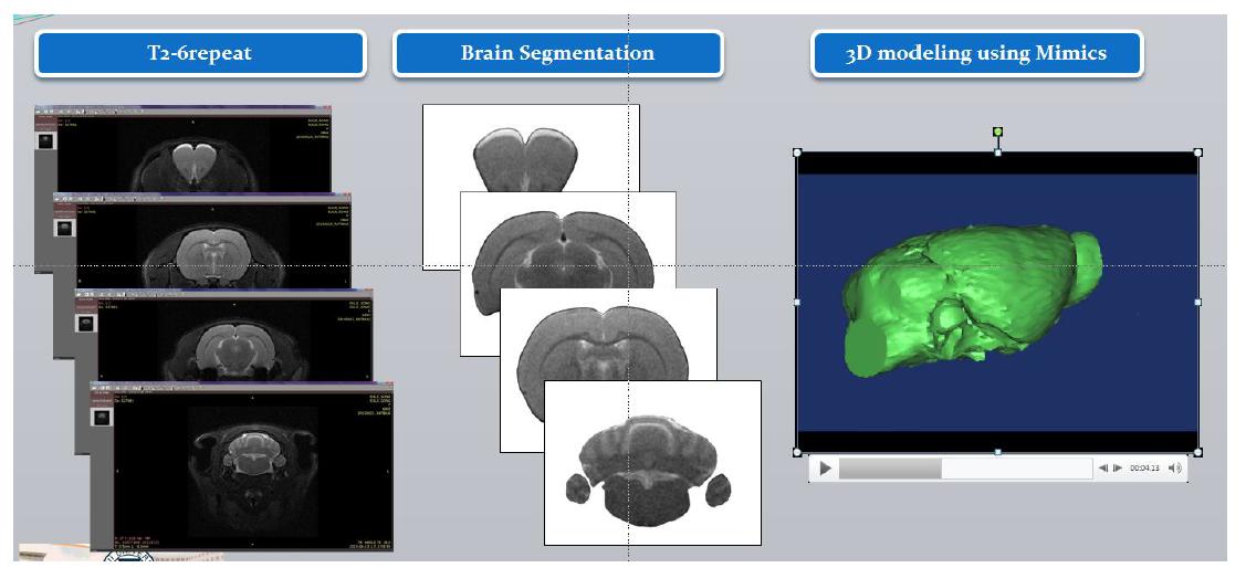 각 슬라이드에 대한 Brain segmentation(manual) 및 MRI 영상기반 쥐 뇌의 3D model 확보