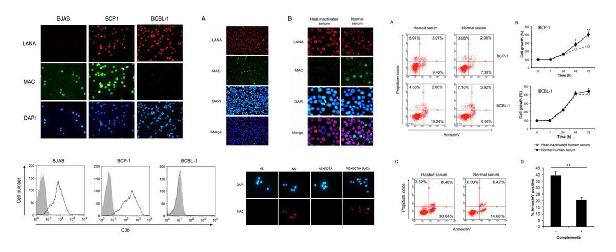 rat primary cortical neuon 배양 모델에서 Aβ1–42-induced ROS를 측정하였음. 통계적으로 의미있는 증가를 보였으며, 이렇게 확립된 모델을 이용하여 신경성장인자 NRG1의 ROS억제 효과를 검증한 결과임