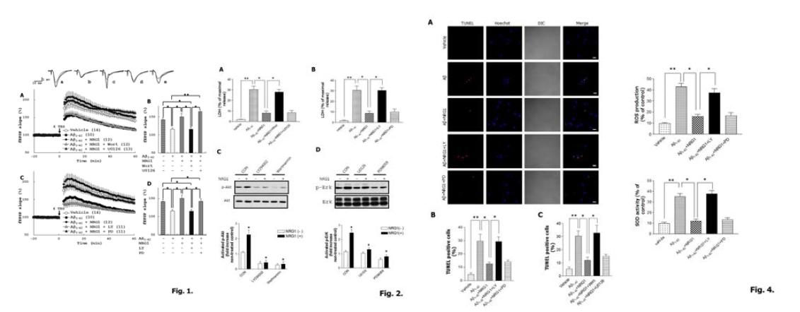 Aβ1–42, Aβ1–42+NRG1, Aβ1–42+NRG1+LY-294002, and Aβ1–42+NRG1+PD98059-treated cells: 9.67 ± 0.88%, 43.00 ± 2.89%, 16.00 ± 2.08%, 37.33 ± 3.93%, and 16.67 ± 2.91% of the total cells (n=10), 통계적인 분석 결과