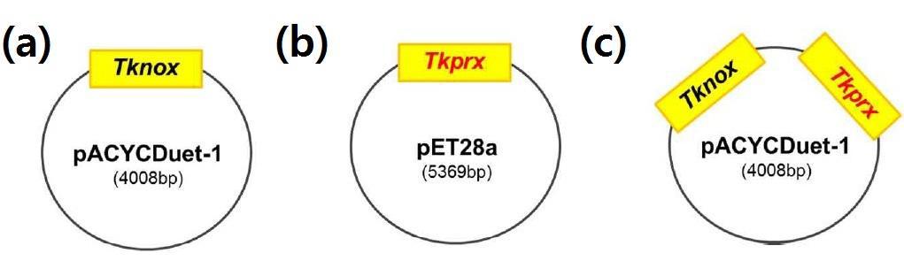 NOX 및 Prx gene이 포함된 plasmid DNA 제작 방법