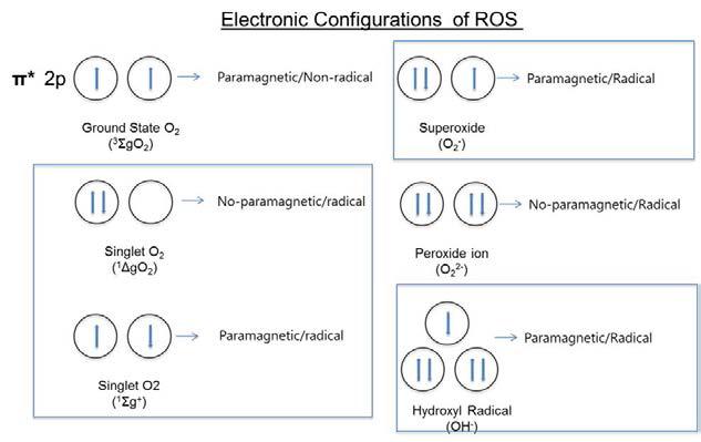 활성 산소의 전자 궤도