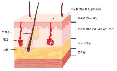 피부 조직의 구조