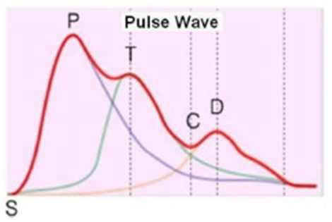Single Pulse PPG 신호의 구성 및 특성구간