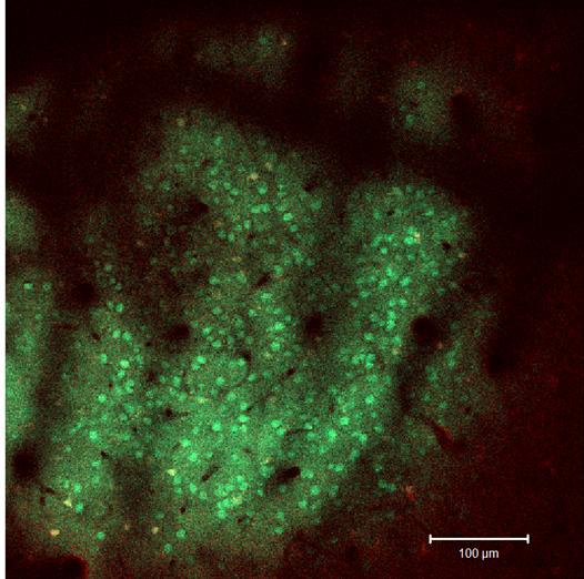 Representative image after multi-cell bolus loading of OGB-1 and SR101.