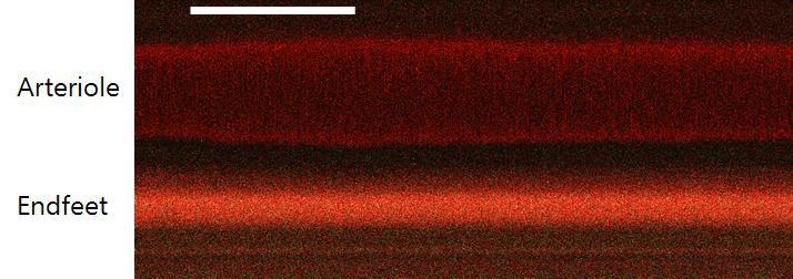 A representative time-series line scan imaging of penetrating arteriole and an adjacent astrocyte endfeet.