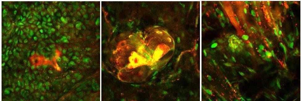 H2B-GFP / Actin-DsRed 유전자변형 생쥐의 피부조직 깊이별 형광영상 결과