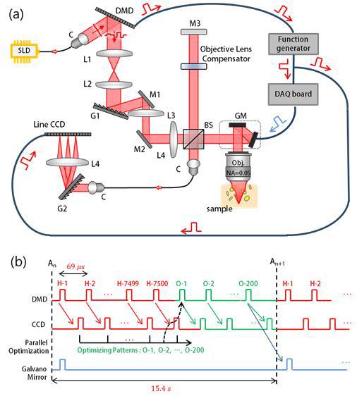 (a) pm-OCT 시스템 (b) 2D 이미징을 위한 DMD, CCD, GM의 동기화 관계도.